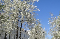 cherry-blossom-loveliest-of-trees